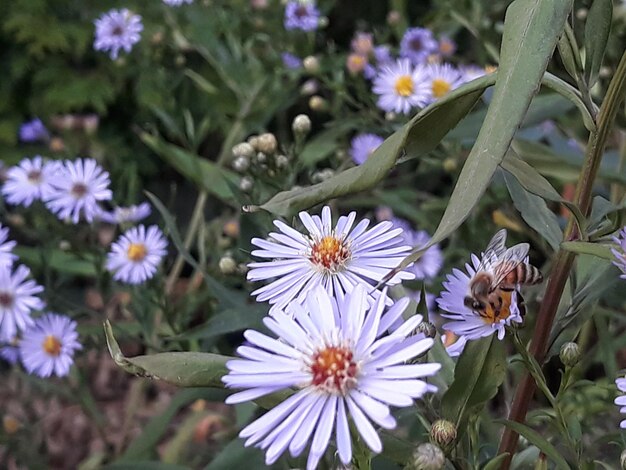 Foto vista de alto ângulo de plantas com flores roxas