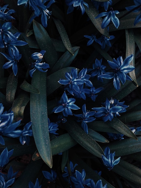 Foto vista de alto ângulo de plantas com flores roxas