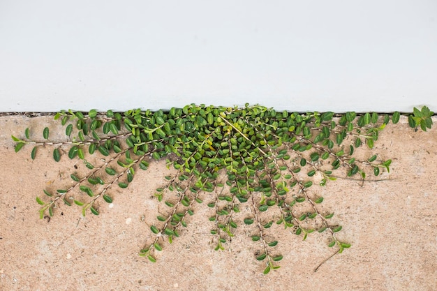 Vista de alto ângulo de plantas crescendo em parede branca