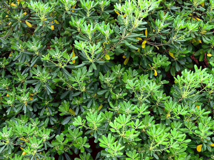Foto vista de alto ângulo de plantas crescendo no campo