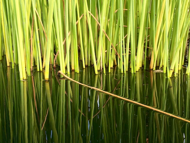 Foto vista de alto ângulo de plantas de bambu na água