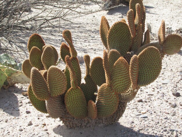 Foto vista de alto ângulo de plantas de cactos no campo