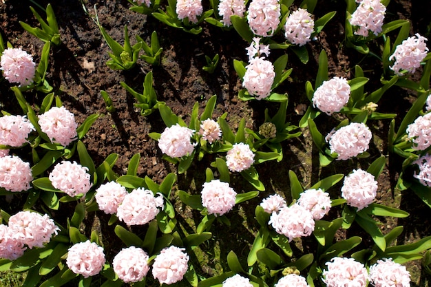 Foto vista de alto ângulo de plantas de flores brancas