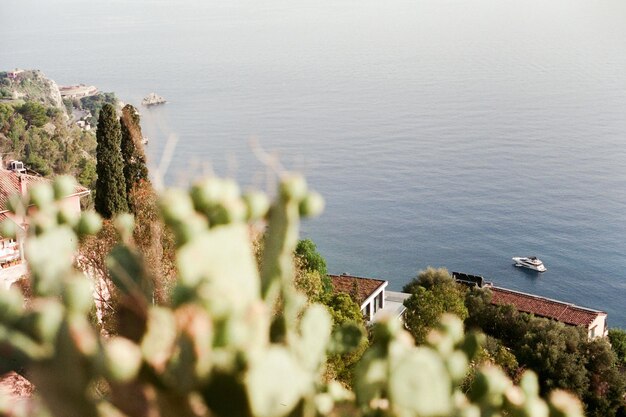 Foto vista de alto ângulo de plantas do mar