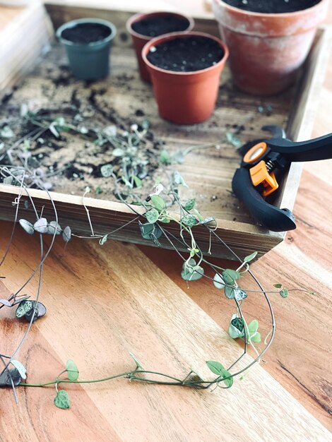 Foto vista de alto ângulo de plantas em mesa