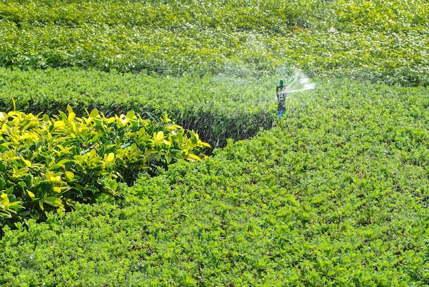 Foto vista de alto ângulo de plantas em terra