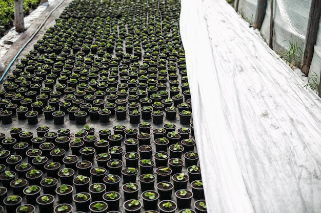 Vista de alto ângulo de plantas em vaso em estufa