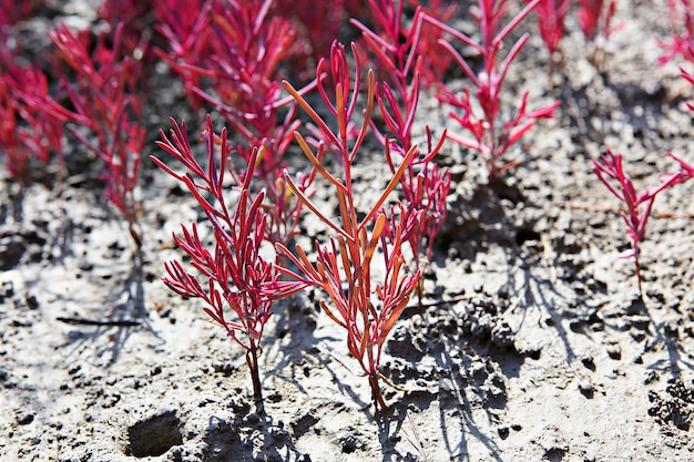 Foto vista de alto ângulo de plantas no campo durante o inverno