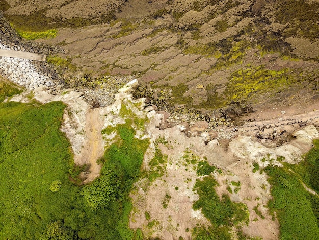 Foto vista de alto ângulo de plantas que crescem em terra