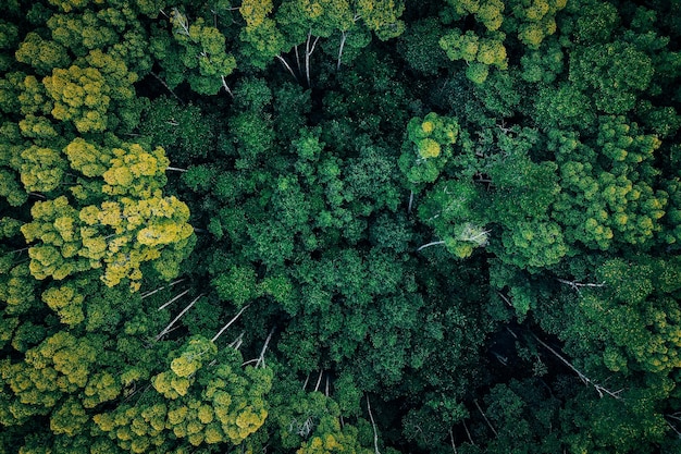 Vista de alto ângulo de plantas que crescem em terra
