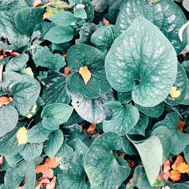 Foto vista de alto ângulo de plantas que crescem no campo