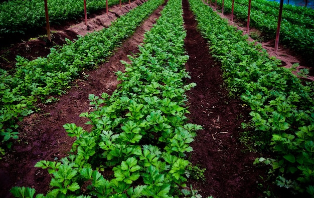 Vista de alto ângulo de plantas que crescem no campo