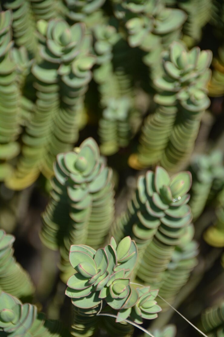 Foto vista de alto ângulo de plantas suculentas