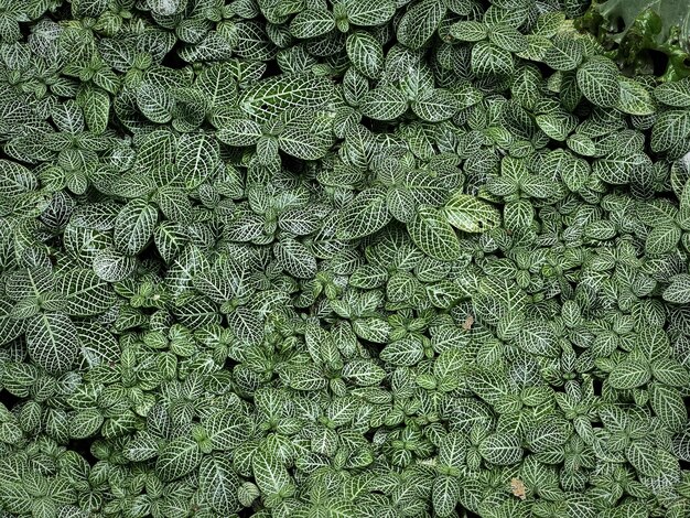 Foto vista de alto ângulo de plantas verdes com folhas pequenas com padrões