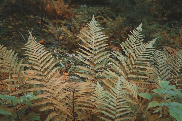 Foto vista de alto ângulo de samambaia na floresta