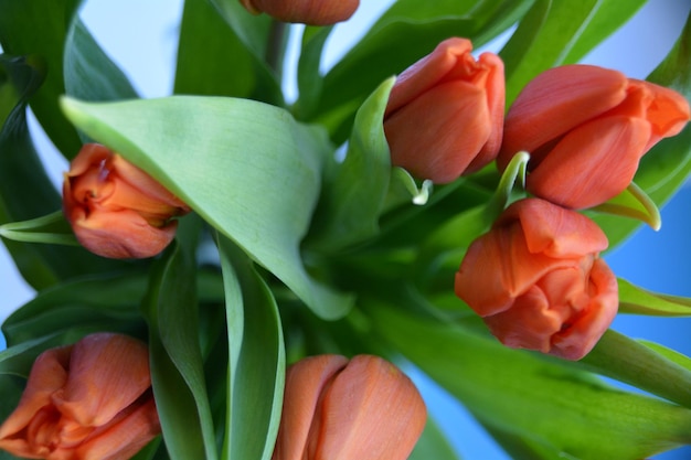 Vista de alto ângulo de tulipas laranjas florescendo ao ar livre
