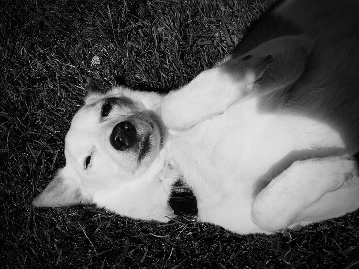 Foto vista de alto ângulo de um cão relaxando em um campo de grama