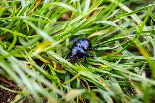 Foto vista de alto ângulo de um inseto na grama