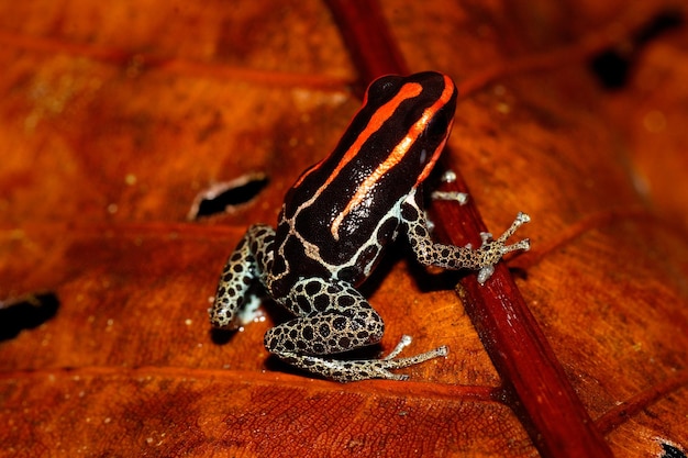 Foto vista de alto ângulo de um lagarto em madeira