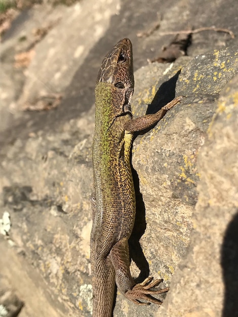 Foto vista de alto ângulo de um lagarto na rocha