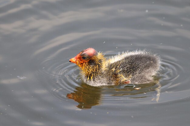 Foto vista de alto ângulo de um pato nadando no lago