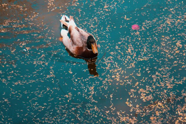 Foto vista de alto ângulo de um pato nadando no lago