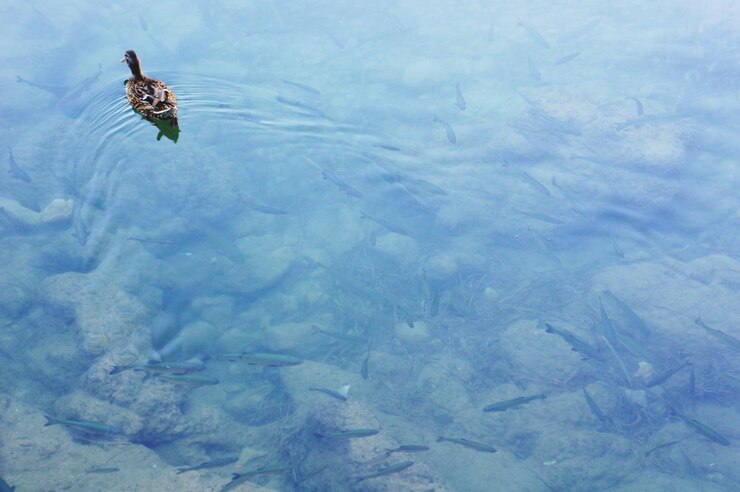 Foto vista de alto ângulo de um pato nadando no lago