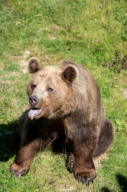 Foto vista de alto ângulo de um urso