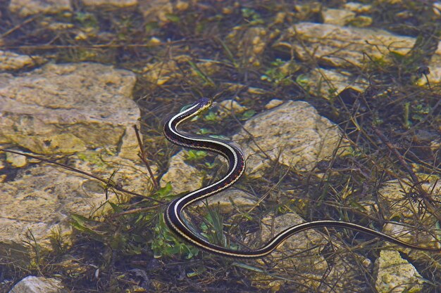 Vista de alto ângulo de uma cobra nadando no lago