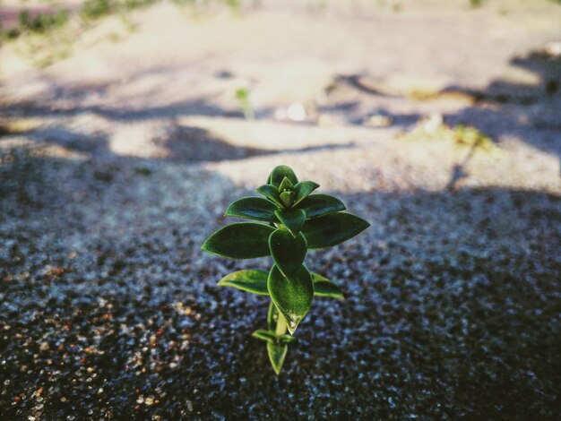 Foto vista de alto ângulo de uma pequena planta crescendo no campo