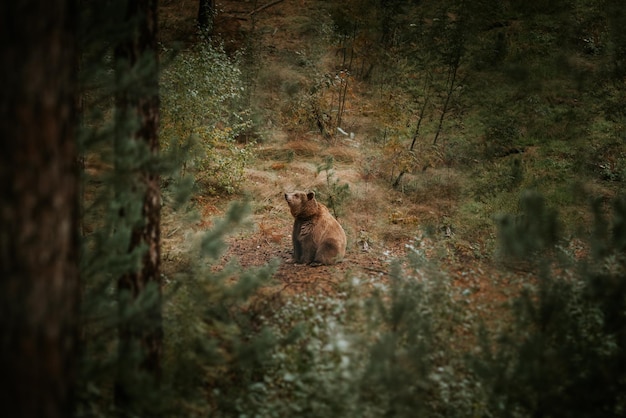 Foto vista de alto ângulo de urso visto através de árvores na floresta