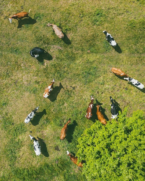 Vista de alto ângulo de vacas no campo