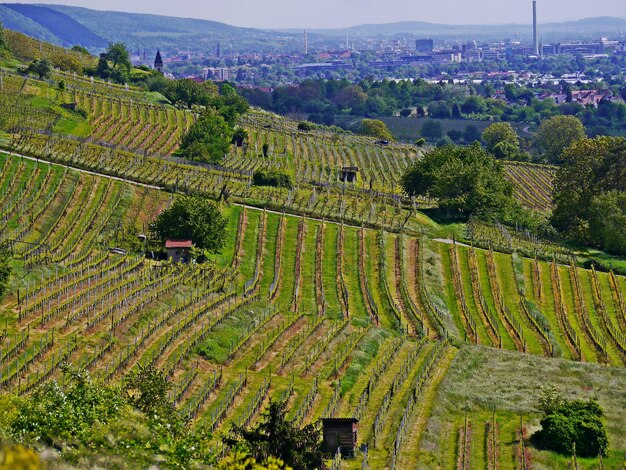 Foto vista de alto ângulo do campo agrícola