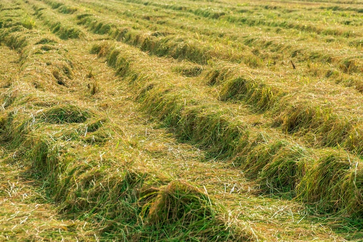 Foto vista de alto ângulo do campo de trigo