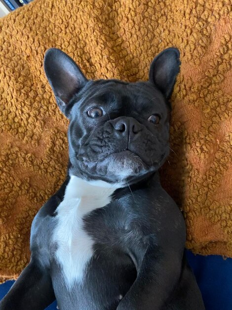 Foto vista de alto ângulo do cão em casa