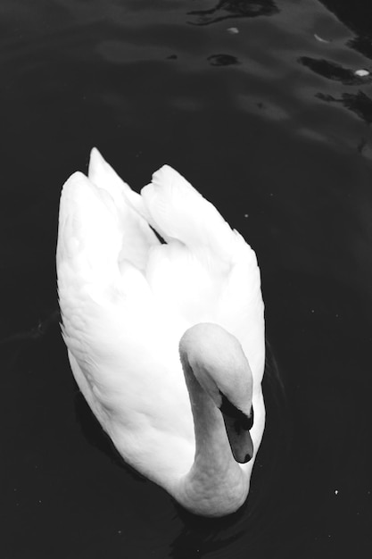 Foto vista de alto ângulo do cisne nadando no lago