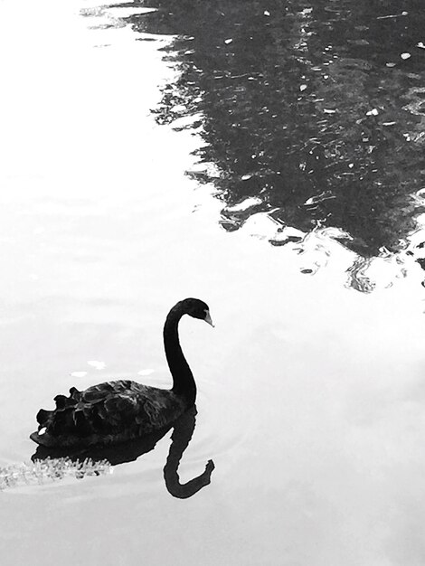 Vista de alto ângulo do cisne preto nadando no lago