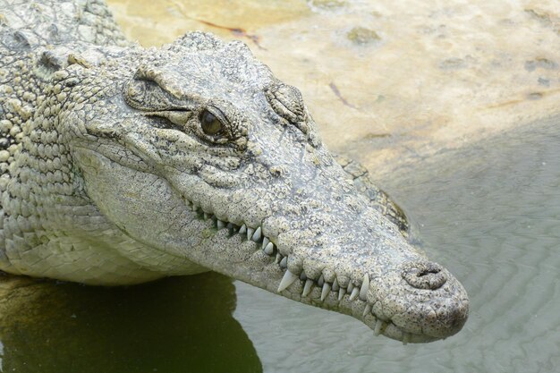 Vista de alto ângulo do crocodilo no lago