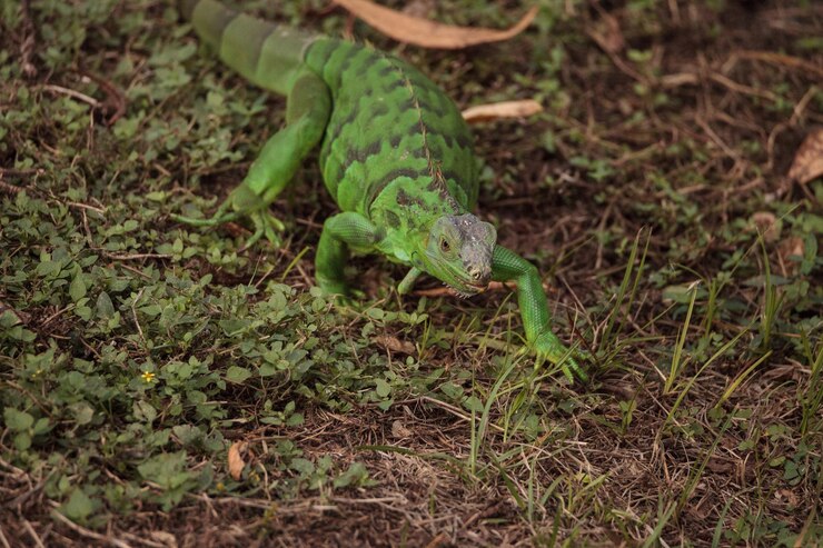 Foto vista de alto ângulo do lagarto em terra