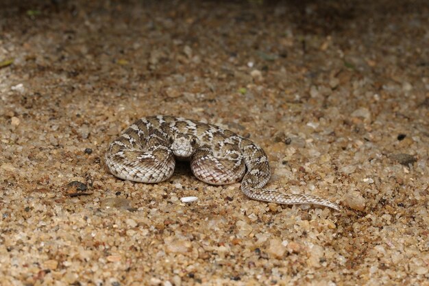 Foto vista de alto ângulo do lagarto em terra