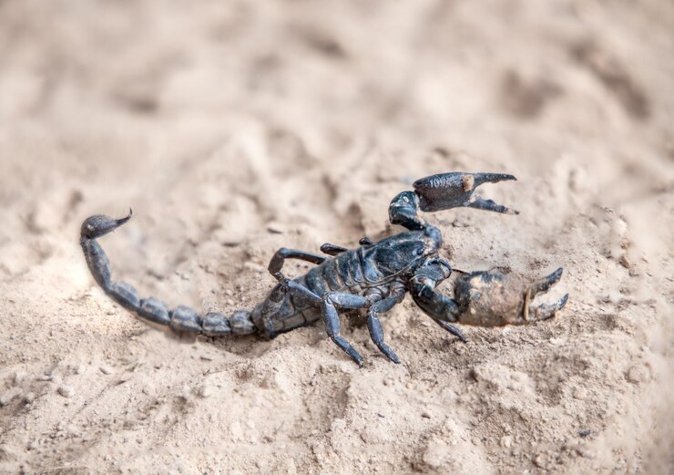 Foto vista de alto ângulo do lagarto na areia