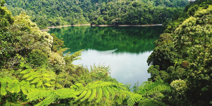 Foto vista de alto ângulo do lago no meio das árvores na floresta