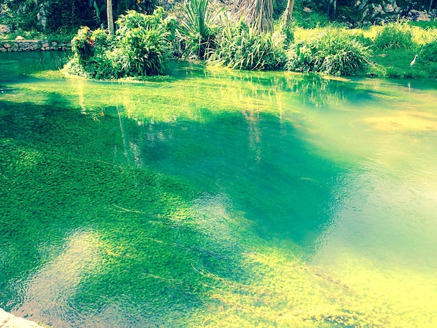 Foto vista de alto ângulo do lago verde