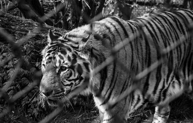Foto vista de alto ângulo do tigre vista através da cerca de cadeia no zoológico