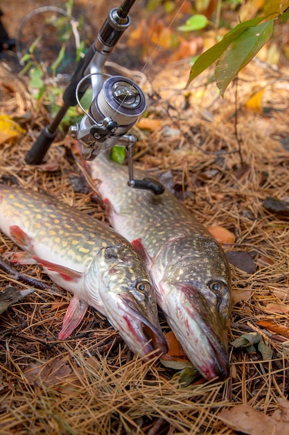 Foto vista de alto ângulo dos peixes no campo