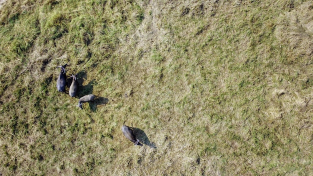 Vista de alto ângulo, fotografia aérea, um rebanho de búfalos comendo em pastagens áridas