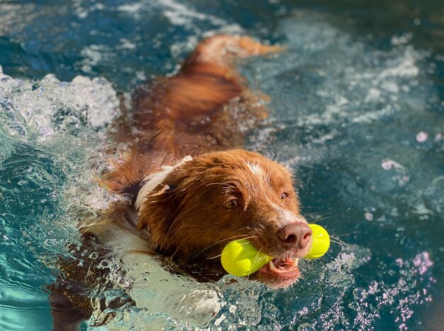 Foto vista de ângulo alto da bola do cão na piscina