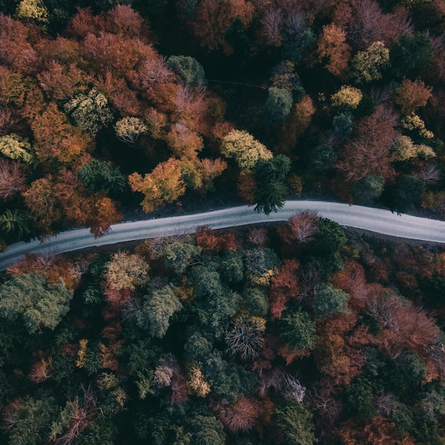 Foto vista de ângulo alto da estrada em meio às árvores durante o outono