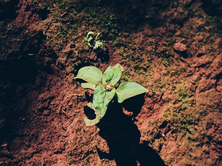 Foto vista de ângulo alto da planta verde