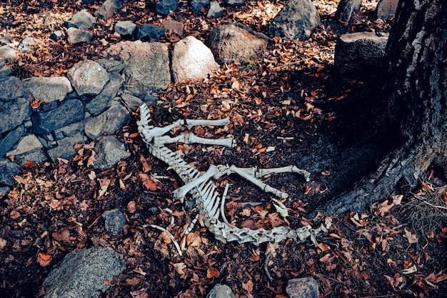 Foto vista de ângulo alto de animal morto